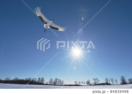 雪原から飛び立つタンチョウ(北海道) 雪原から飛び立つタンチョウ(北海道) 84839498