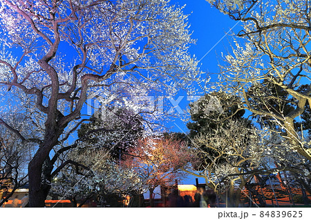 【茨城県】偕楽園の梅まつり ライトアップ 【茨城県】偕楽園の梅まつり ライトアップ 84839625