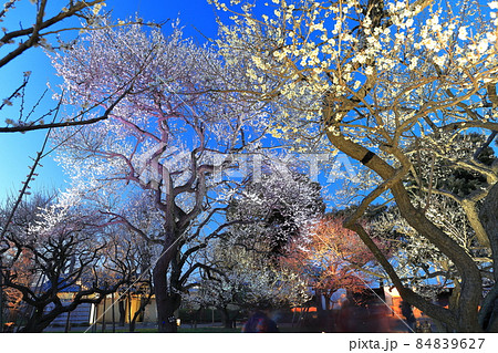 【茨城県】偕楽園の梅まつり ライトアップ 【茨城県】偕楽園の梅まつり ライトアップ 84839627