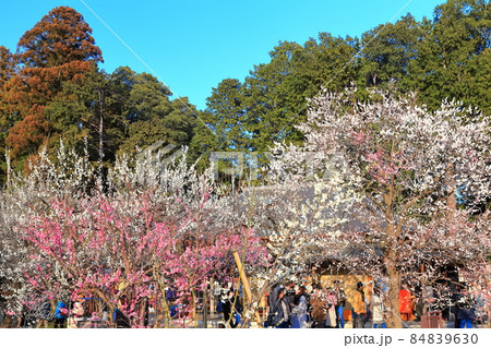 【茨城県】水戸の梅まつり(偕楽園) 【茨城県】水戸の梅まつり(偕楽園) 84839630
