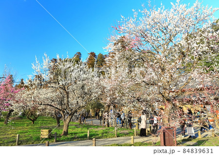 【茨城県】水戸の梅まつり(偕楽園) 【茨城県】水戸の梅まつり(偕楽園) 84839631