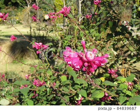 三陽メデアフラワーミュージアム裏庭の赤いサルビアインボルクラータの花 84839687