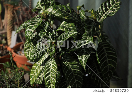 観葉植物の葉(緑と白) 観葉植物の葉(緑と白) 84839720