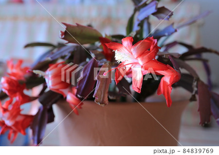 カニサボテンの花 カニサボテンの花 84839769