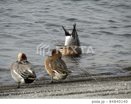 検見川浜岸辺で採餌中のヒドリガモ 84840140