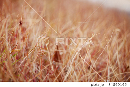 晩秋の色づく草原 84840146