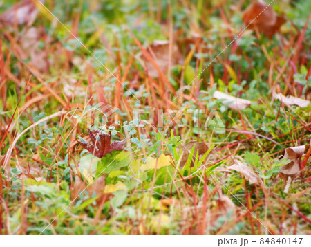 晩秋の色づく草原 84840147