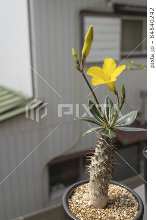 塊根植物】花が咲いたグラキリスの写真素材 [84840242] - PIXTA