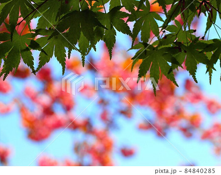 新緑のモミジ（八重桜の花がバック） 84840285