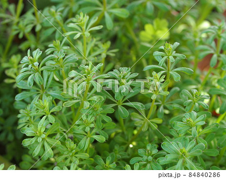 道端にはえているヤエムグラ 84840286