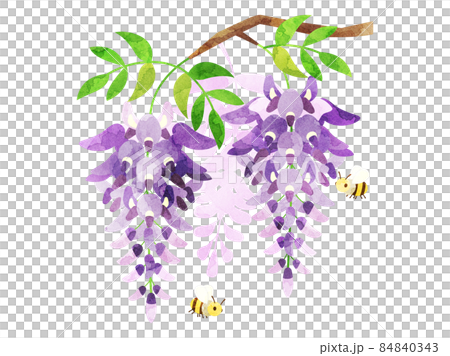 Illustration of wisteria flowers and bees processed in watercolor style 84840343