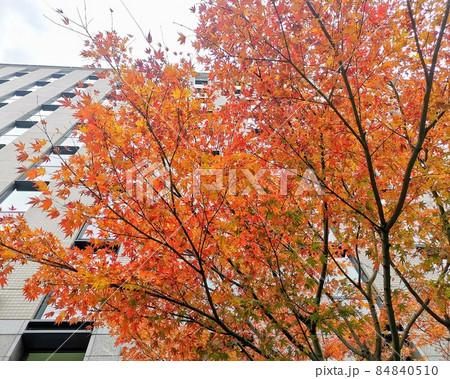都会の紅葉(もみじ) 都会の紅葉(もみじ) 84840510