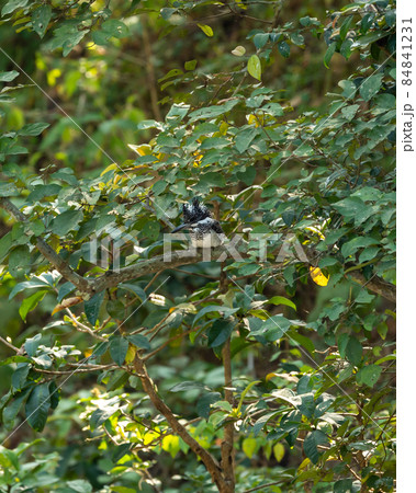 Crested kingfisher or Megaceryle lugubris at dhikala zone of jim corbett national park or forest reserve uttarakhand india 84841231