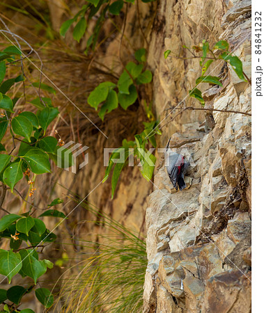 Wallcreeper or Tichodroma muraria small passerine bird on high mountains of foothills of himalayas uttarakhand india 84841232