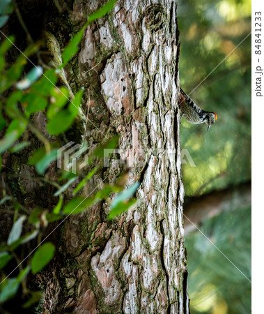 Brown-fronted or brown fronted woodpecker or Leiopicus auriceps bird on pine tree trunk during winter migration season at foothills of himalaya uttarakhand india 84841233