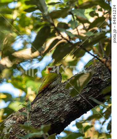 Lesser yellownape or Picus chlorolophus a woodpecker bird at foothills of himalaya at forest reserve uttarakhand india 84841234