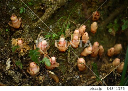 ヤッコソウ 84841326