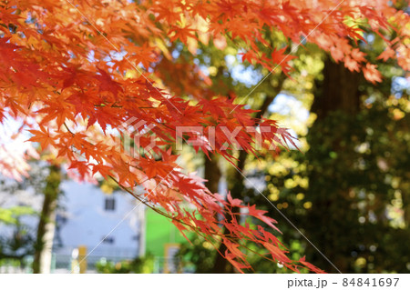 成田山公園 紅葉 成田山公園 紅葉 84841697