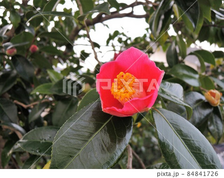 ツバキ 椿  Camellia japonica ツバキ 椿  Camellia japonica 84841726