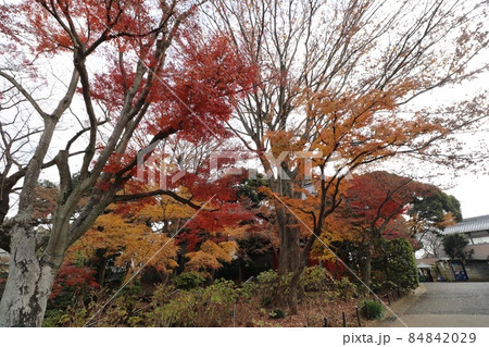 紅葉1 84842029