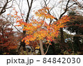 紅葉2 84842030