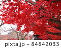 紅葉4 84842033