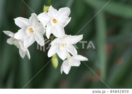 スイセンの白花【緑背景】 スイセンの白花【緑背景】 84842859