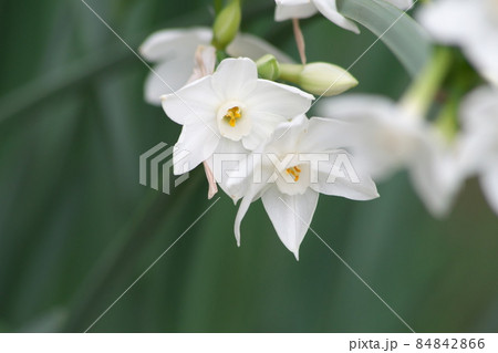 スイセンの白花【緑背景】 スイセンの白花【緑背景】 84842866
