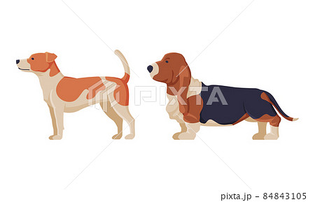 Purebred Dog as Domestic Pet Animal in Standing Pose Side View Vector Set Purebred Dog as Domestic Pet Animal in Standing Pose Side View Vector Set 84843105