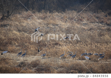 渡り鳥 動物 野鳥 84843938