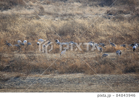 渡り鳥 動物 野鳥 84843946