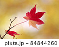 紅葉の葉 84844260