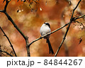 紅葉とエナガ 84844267