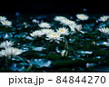 幻想的なスイレンの花 84844270