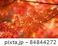 色づいたモミジの葉 84844272