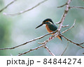 枝に止まるカワセミ 84844274