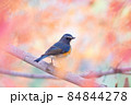 紅葉の中のルリビタキ 84844278