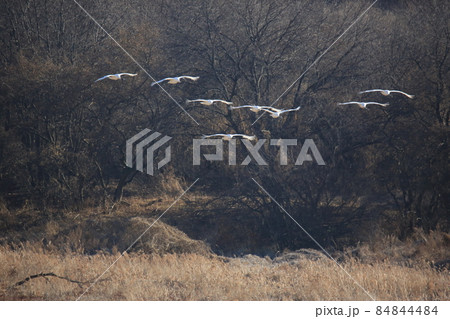 野鳥 つる 鳥 84844484