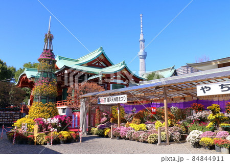 亀戸天神菊まつり　スカイツリー　2021　東京都江東区亀戸3丁目6-1　 84844911