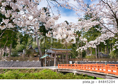 〈島根県〉春の熊野大社　神社前　桜と朱色の八雲橋 84845204