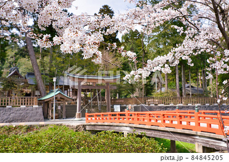 〈島根県〉春の熊野大社 神社前 桜と朱色の八雲橋 〈島根県〉春の熊野大社 神社前 桜と朱色の八雲橋 84845205