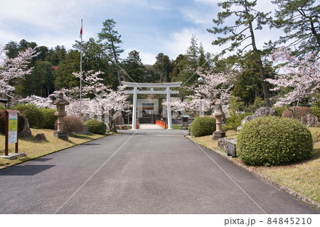 〈島根県〉春の熊野大社　神社前　桜と大鳥居と朱色の八雲橋 84845210