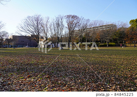 落葉の茅ヶ崎中央公園　 84845225