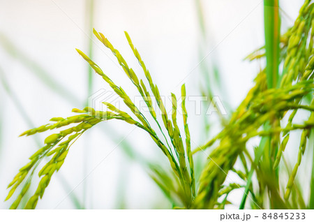 Selective focus on ear of rice. Organic rice farm in Asia. Rice price in the world market concept. Plant cultivation. Research and development rice cultivars for the sustainable agricultural system. 84845233