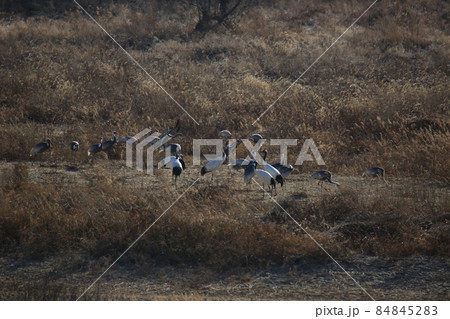 野生 緊急 屋外 84845283