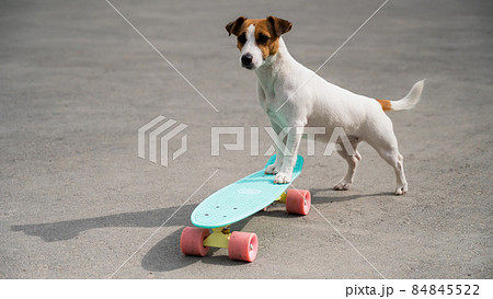 Jack russell terrier dog rides a penny board outdoors 84845522