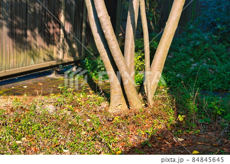 シマトネリコ光と陰 84845645