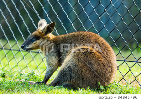 オーストラリア　ブリスベンのローンパイン・コアラ・サンクチュアリのカンガルー 84845796