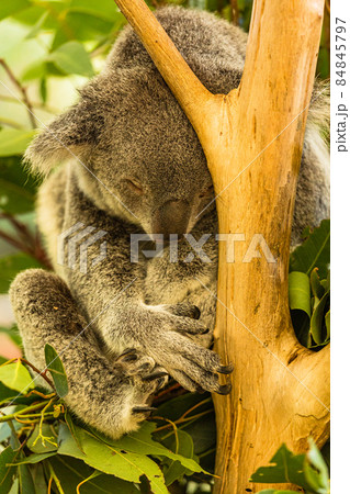 オーストラリア ブリスベンのローンパイン・コアラ・サンクチュアリのコアラ オーストラリア ブリスベンのローンパイン・コアラ・サンクチュアリのコアラ 84845797