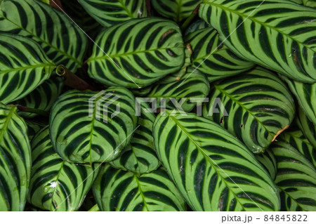 オーストラリア ブリスベンのローマ・ストリート・パークランドの植物 オーストラリア ブリスベンのローマ・ストリート・パークランドの植物 84845822